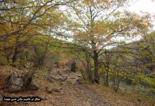 گزارش تصویری از فصل پاییز در جنگل ابر شاهرود